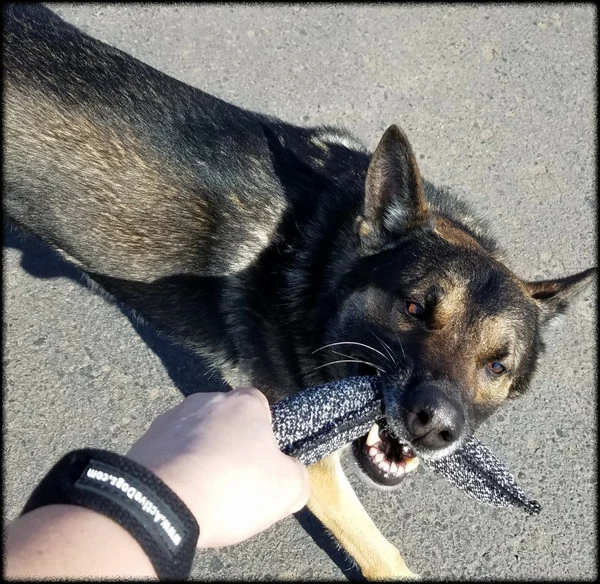 Bite Suit Tug 2pk - 2.5x13 - Image 6