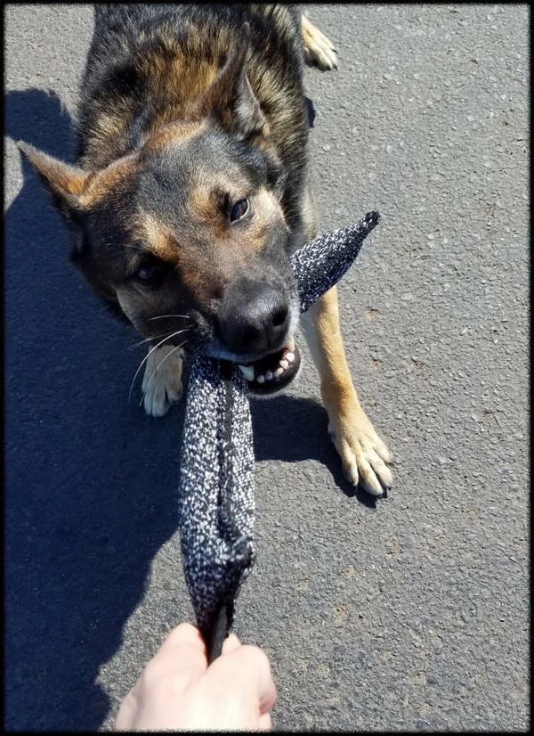 Bite Suit Tug 2pk - 2.5x13 - Image 4