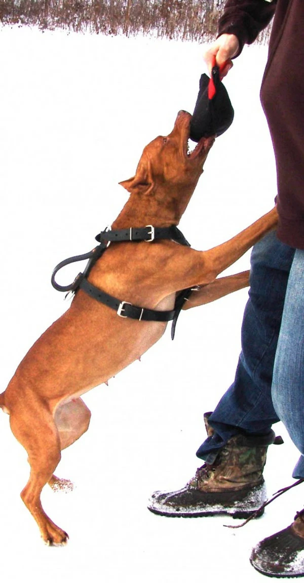 Bite Suit Wedge With Handles 6x10 - Image 4