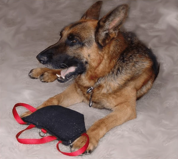 Bite Suit Wedge With Handles 6x10 - Image 2