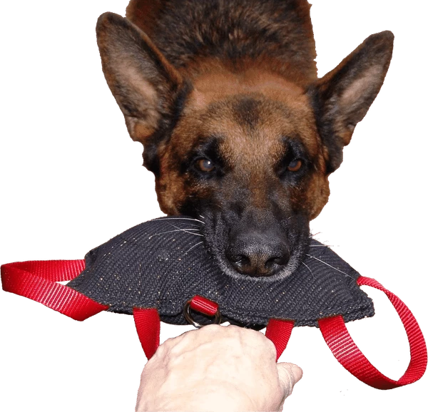 Bite Suit Wedge With Handles 6x10 - Image 3