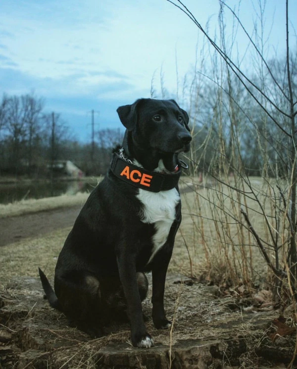 Custom ID Patch Dog Collar - Image 4