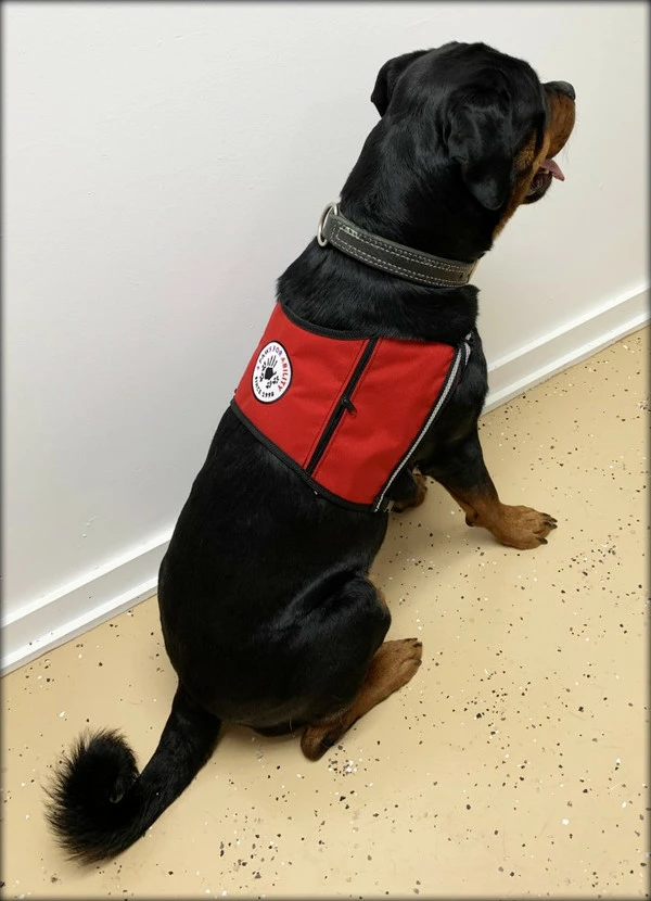 Custom Logo/Text Service Dog Starter Cape W/ Zipper Pockets - Image 3