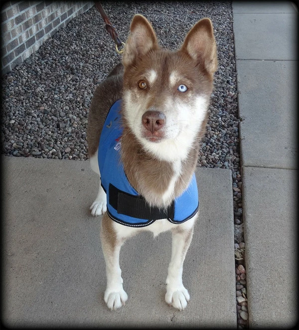 Dog In Training - Do Not Distract Jacket/Vest - Image 5