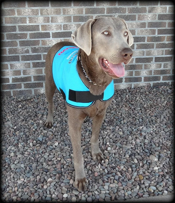 Dog In Training - Do Not Distract Jacket/Vest - Image 9