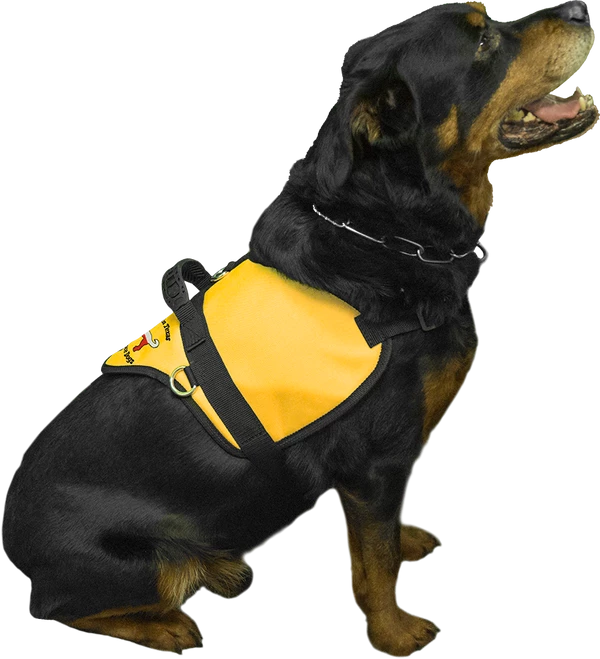 Custom Logo Padded Harness Vest - Image 4