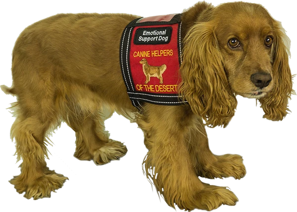 Custom Logo Cape Dog Vest - Image 3