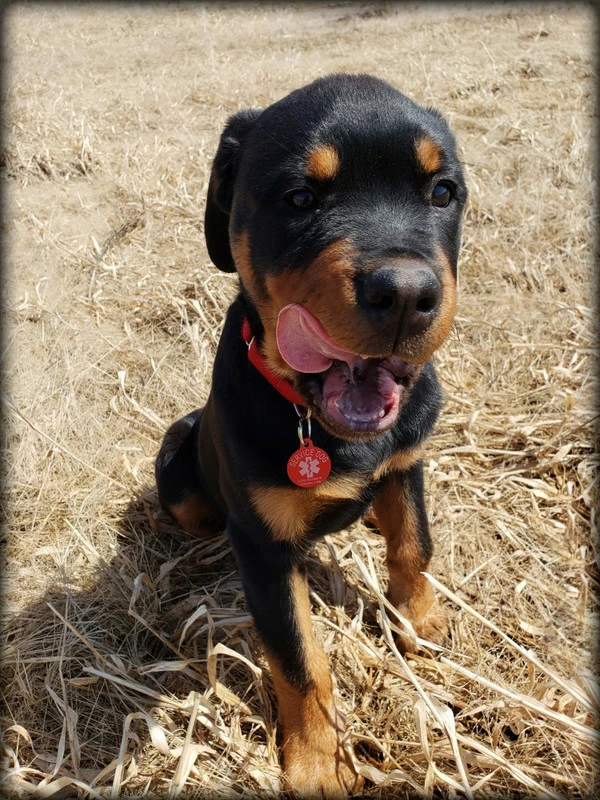 Aluminum Service Dog Tag Access Required - Image 3