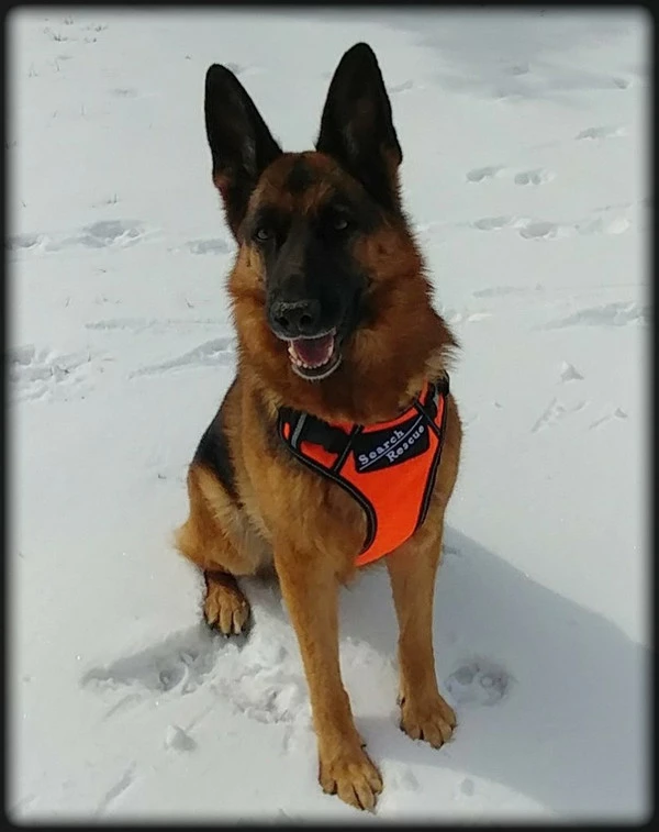 Search & Rescue Reflective Padded Tracking Harness - Image 2