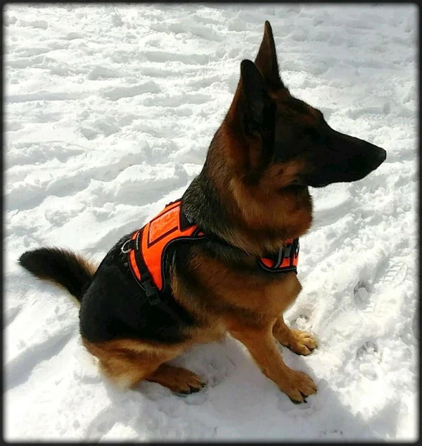 Search & Rescue Reflective Padded Tracking Harness - Image 4