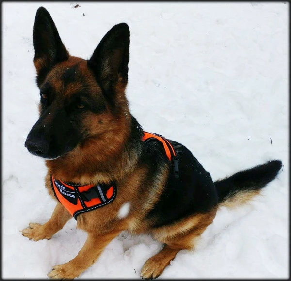 Search & Rescue Reflective Padded Tracking Harness - Image 8