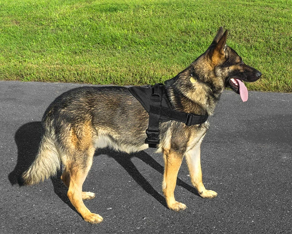 CaliberDog GT Patrol Harness - Image 5