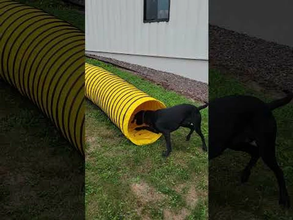 Agility Heavy Duty Dog Tunnel 24" X 20' - Image 3